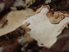 Heterobasidion parviporum