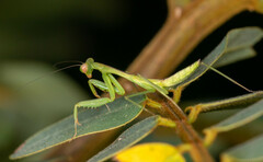 Hierodula patellifera