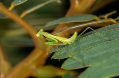 Hierodula patellifera