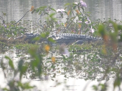 Crocodylus palustris