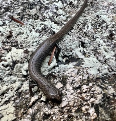 Batrachoseps gabrieli