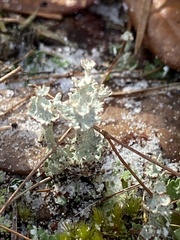 Cladonia rappii