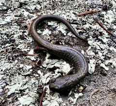 Batrachoseps gabrieli