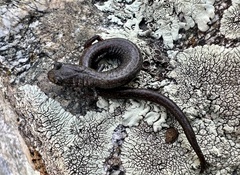 Batrachoseps gabrieli