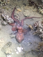 Callistoctopus dierythraeus