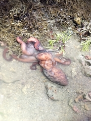 Callistoctopus dierythraeus