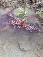 Callistoctopus dierythraeus