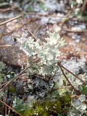 Cladonia rappii