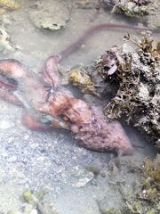Callistoctopus dierythraeus