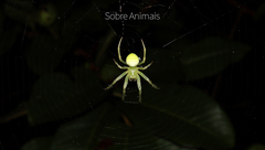 Araneus uniformis