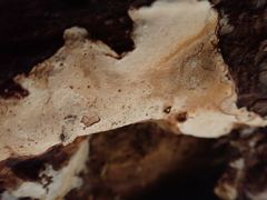 Heterobasidion parviporum