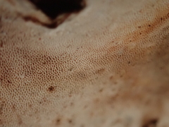 Heterobasidion parviporum