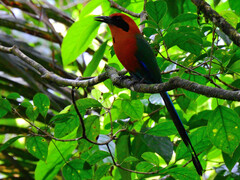 Baryphthengus martii