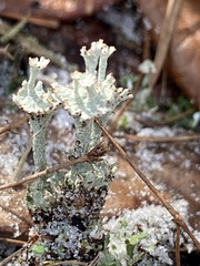 Cladonia rappii