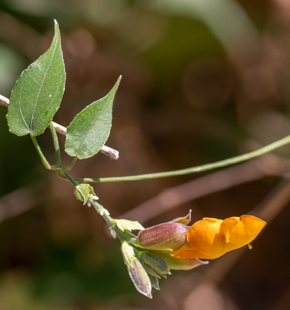 Thunbergia hossei (Thunbergia hossei)