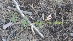 Astragalus arenarius