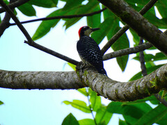 Melanerpes pucherani