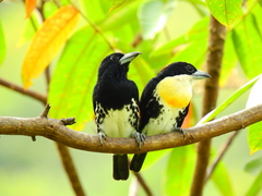 Capito maculicoronatus