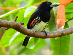 Capito maculicoronatus