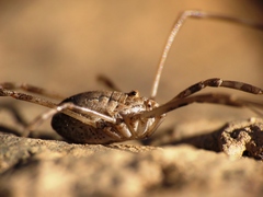 Dasylobus
