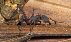 Acromyrmex volcanus