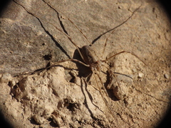 Dasylobus