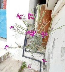 Matthiola incana