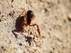 Neobisium