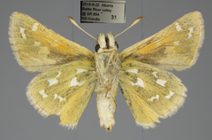 Hesperia assiniboia