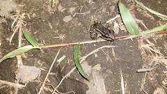 Lithobates brownorum