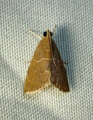 Glaphyriinae