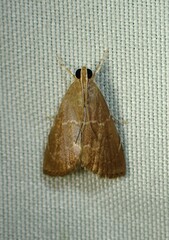 Glaphyriinae