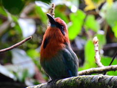 Electron platyrhynchum