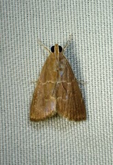 Glaphyriinae