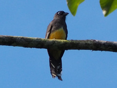 Trogon