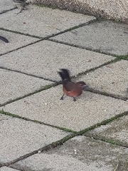Ramphocelus carbo