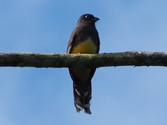 Trogon
