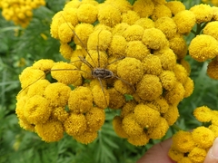 Phalangium opilio