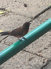 Ramphocelus carbo