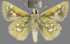 Hesperia assiniboia
