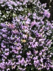 Erica carnea
