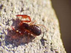 Neobisium