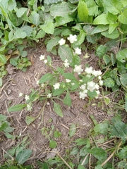 Parthenium confertum