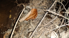 Leptodactylus melanonotus