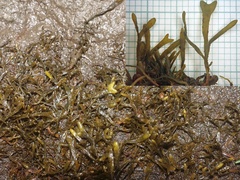 Fucus cottonii