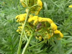 Phalangium opilio