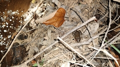 Leptodactylus melanonotus