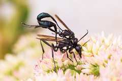 Eremnophila