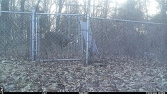 Odocoileus virginianus macrourus