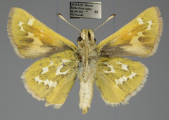 Hesperia assiniboia